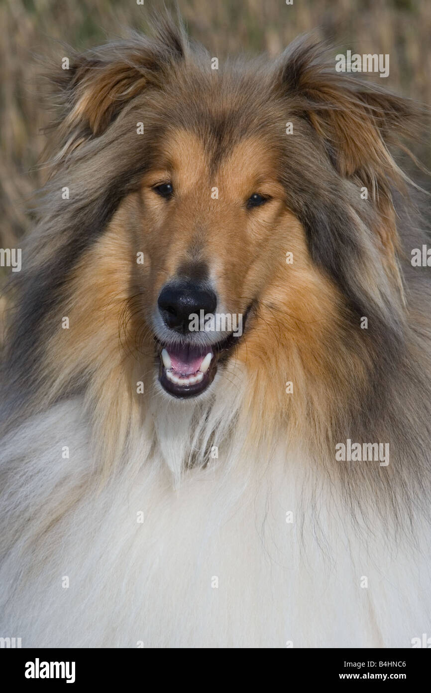 Lassie Dog Images – Browse 174 Stock Photos, Vectors, and Video