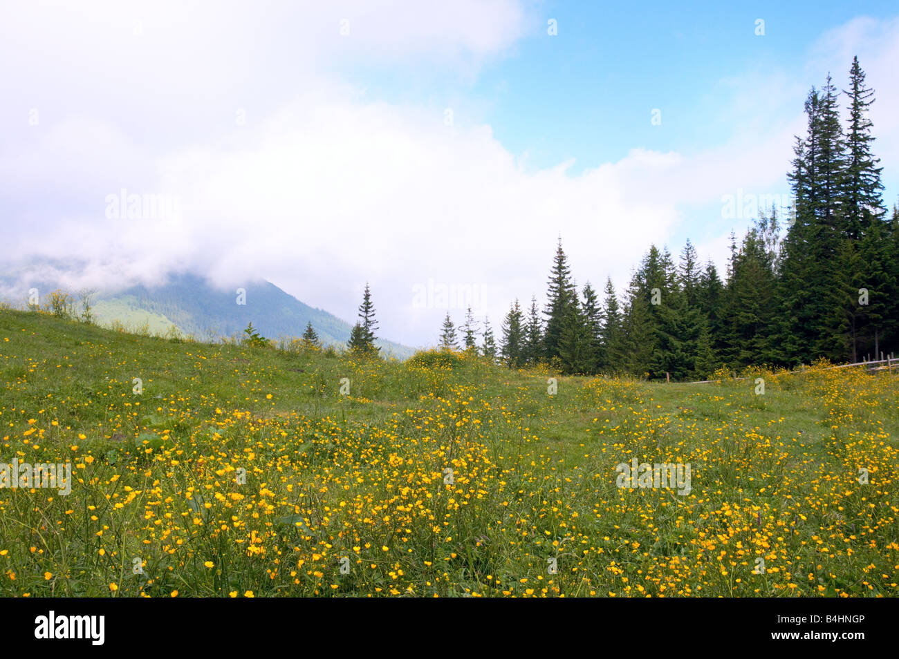 Summer mountain meadow with yellow flowers Stock Photo