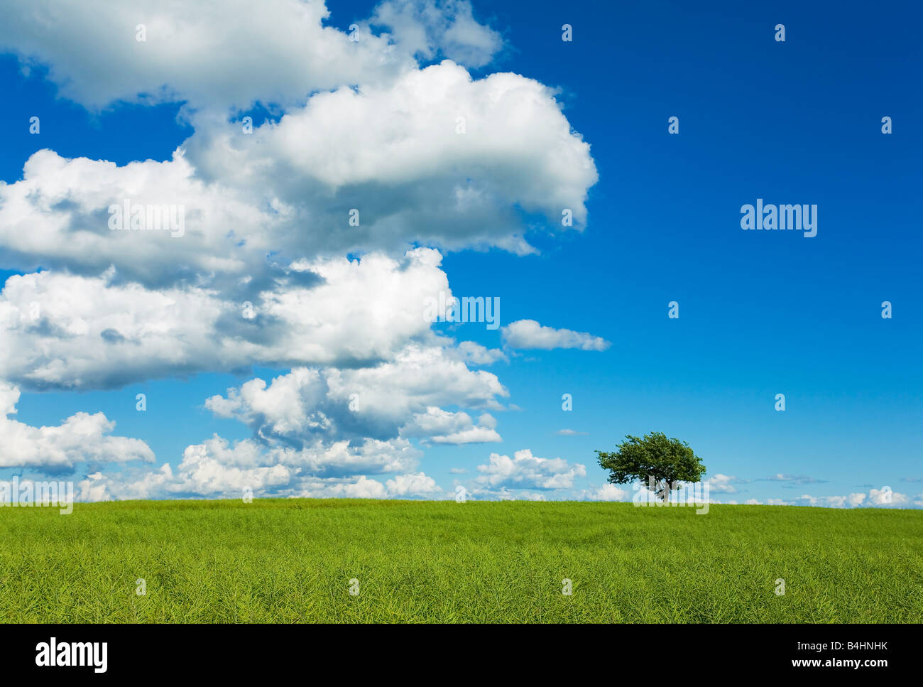 Tree, Sky & Field Stock Photo - Alamy