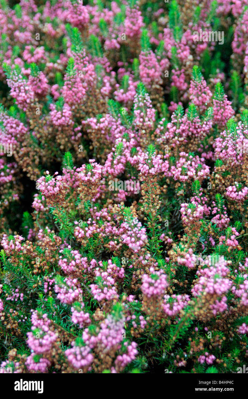 ERICA VAGANS MRS D F MAXWELL AGM Stock Photo