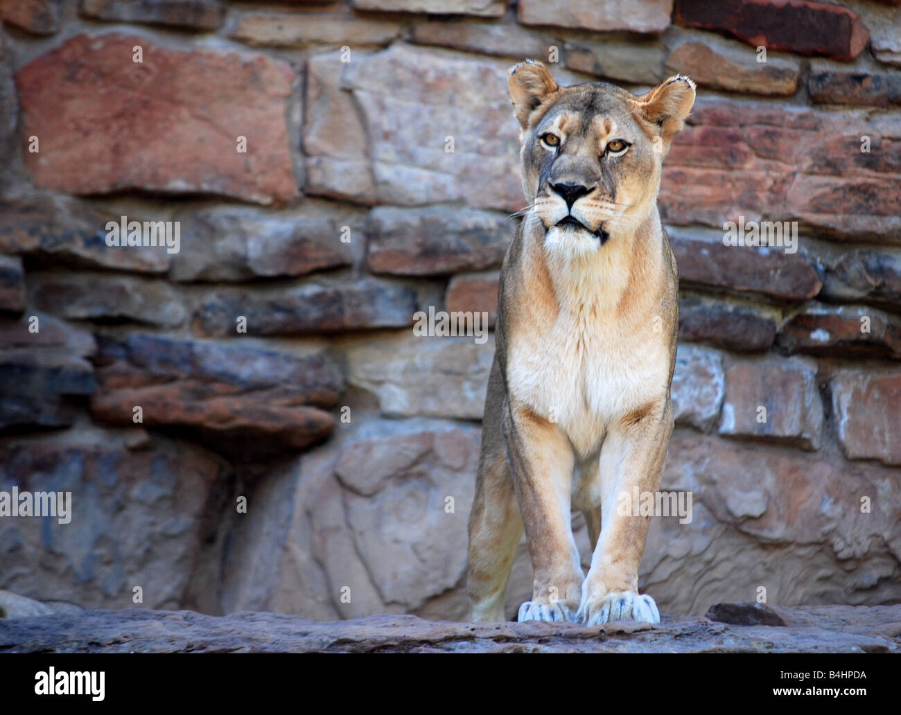 A female lioness facing the camera Stock Photo