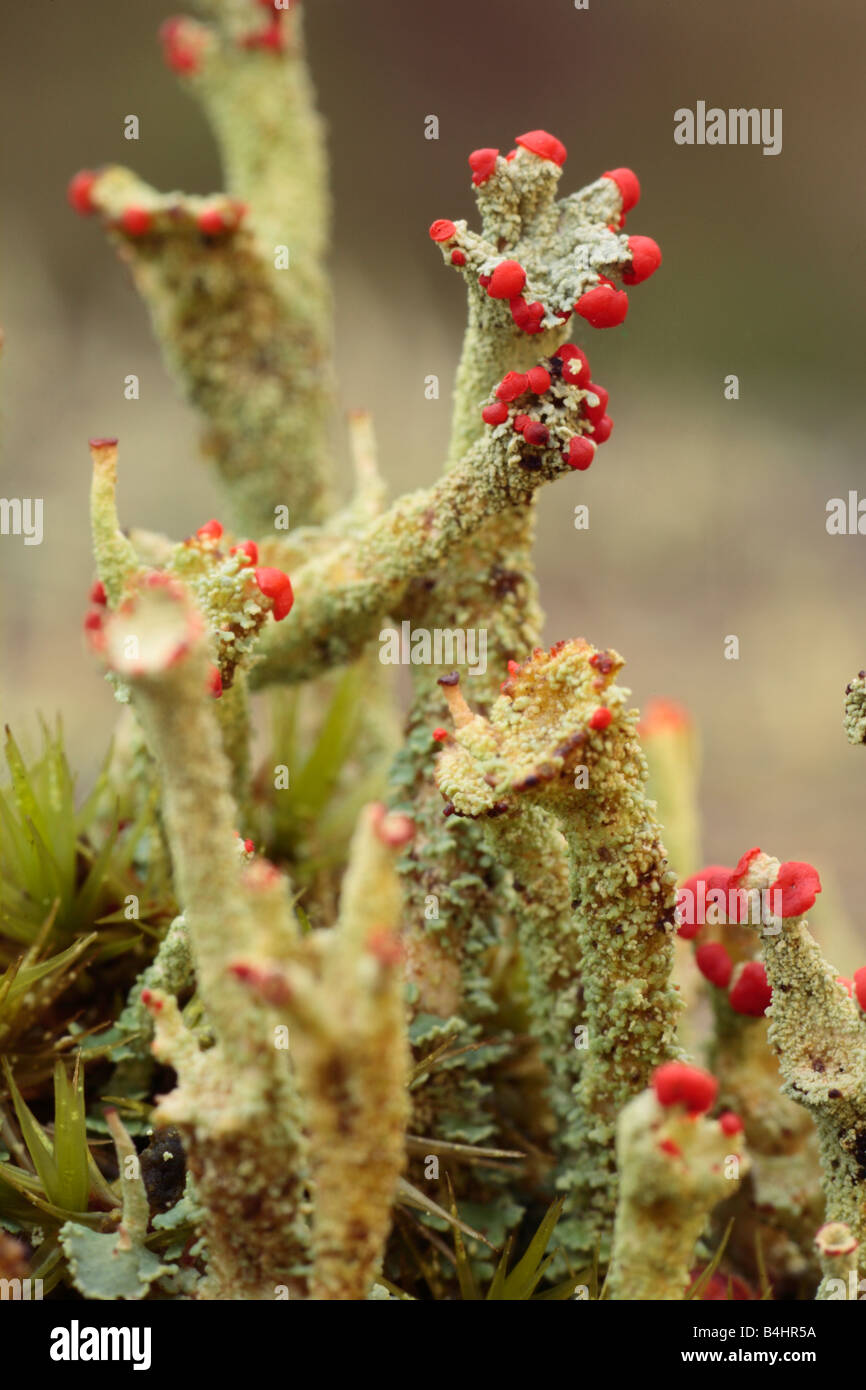 'Swan Vesta' Lichen (Cladonia floerkeana) fruiting bodies growing on a tree stump. Powys, Wales. Stock Photo