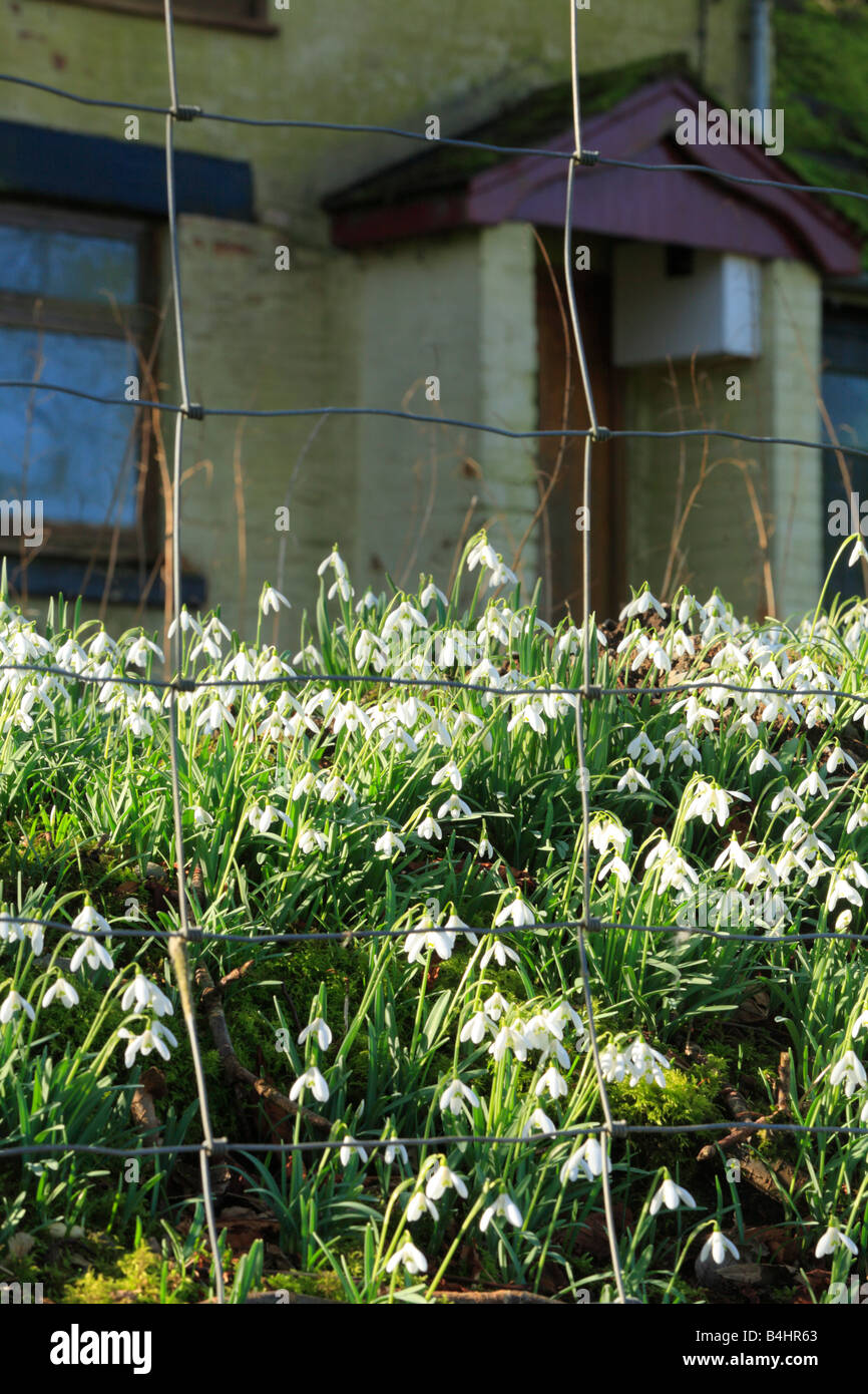 Naturalized Snowdrops (Galanthus nivalis) flowering in the garden of an abandoned house. Powys, Wales, UK. Stock Photo