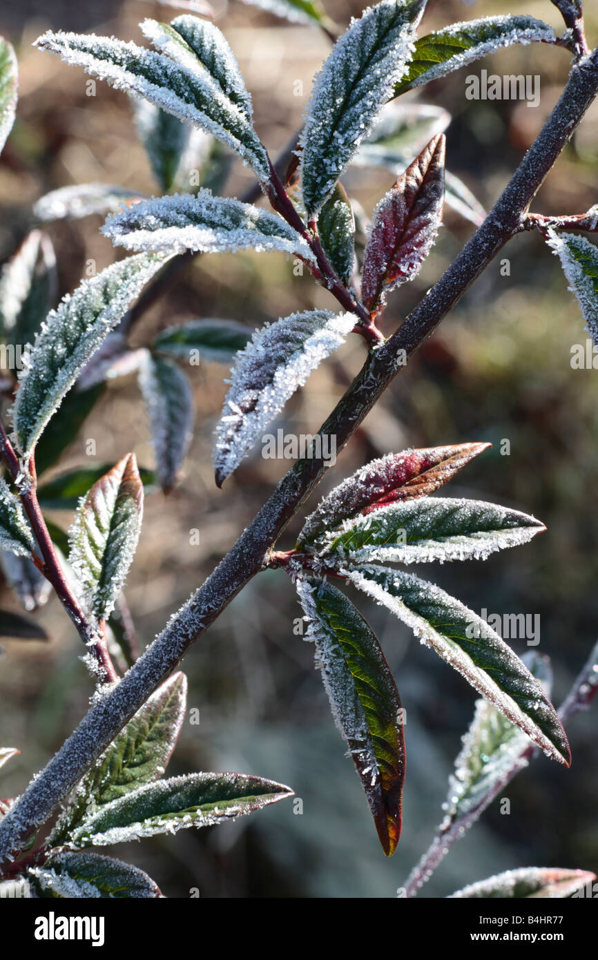 Frost on leaves of Cotoneaster salicifolius (Willowleaf cotoneaster) in a garden. Powys, Wales. Stock Photo