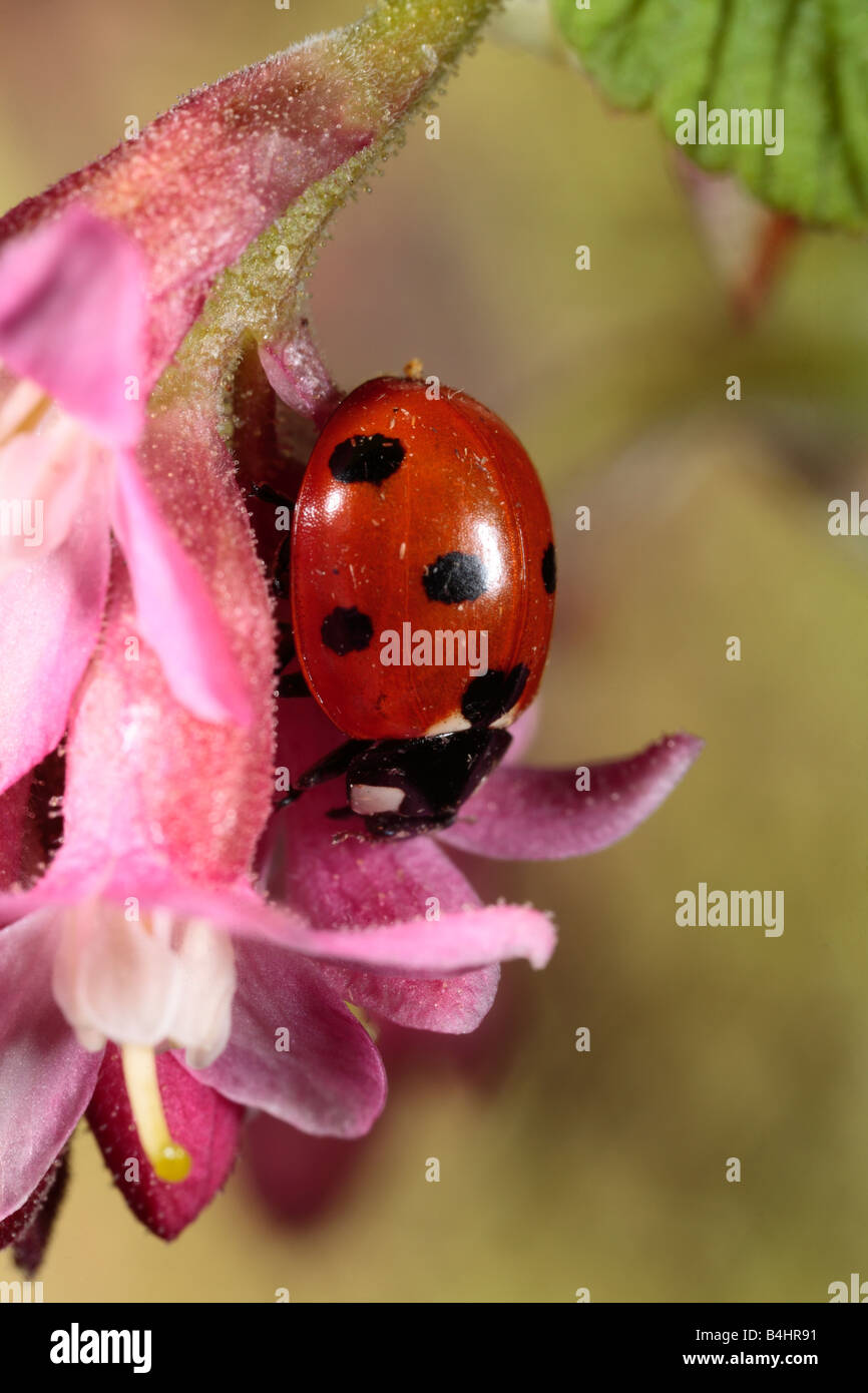 7-spot Ladybird Beetle (Coccinella septempunctata). Feeding on pollen from a cherry flower. Powys, Wales. Stock Photo