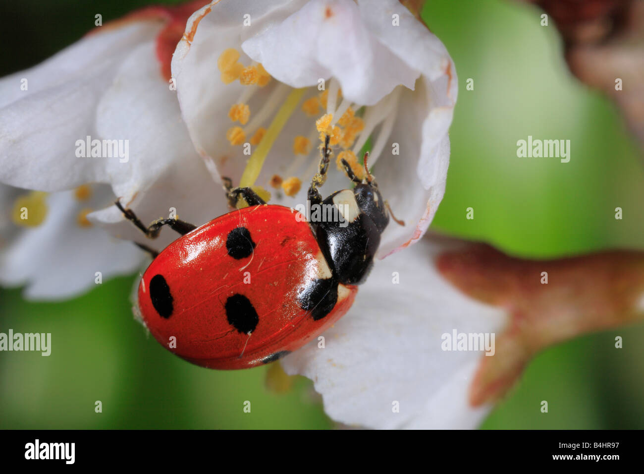 7-spot Ladybird Beetle (Coccinella septempunctata). Feeding on pollen from a cherry flower. Powys, Wales. Stock Photo