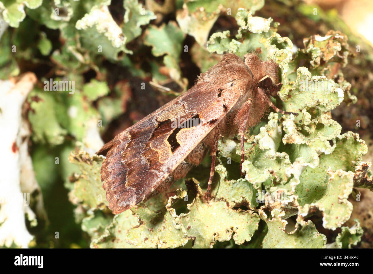 Hebrew Character moth (Orthosia gothica). Powys, Wales. Stock Photo