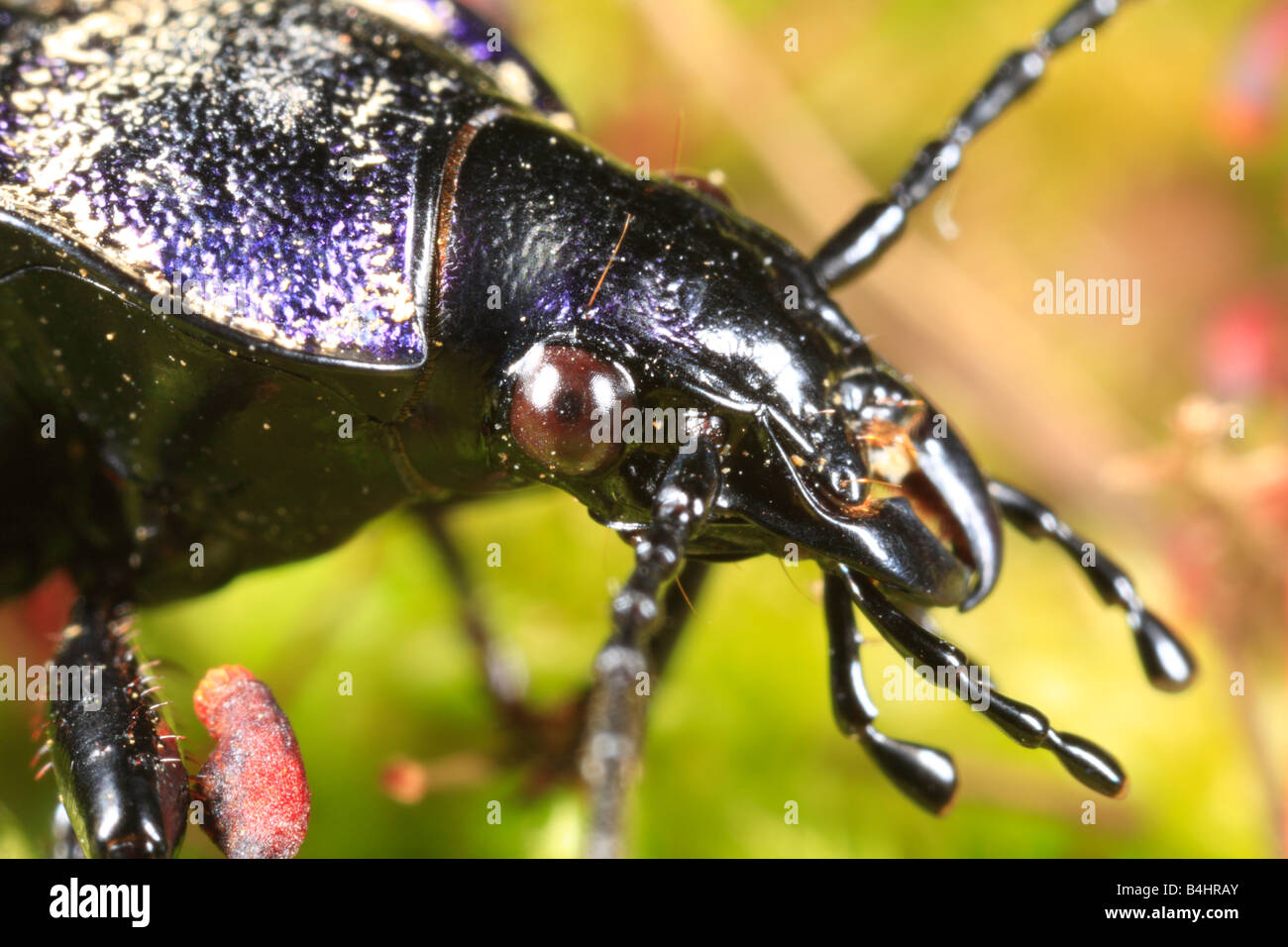 Head and jaws of a Violet Ground Beetle (Carabus violaceus), adult beetle amongst moss. Powys, Wales. Stock Photo