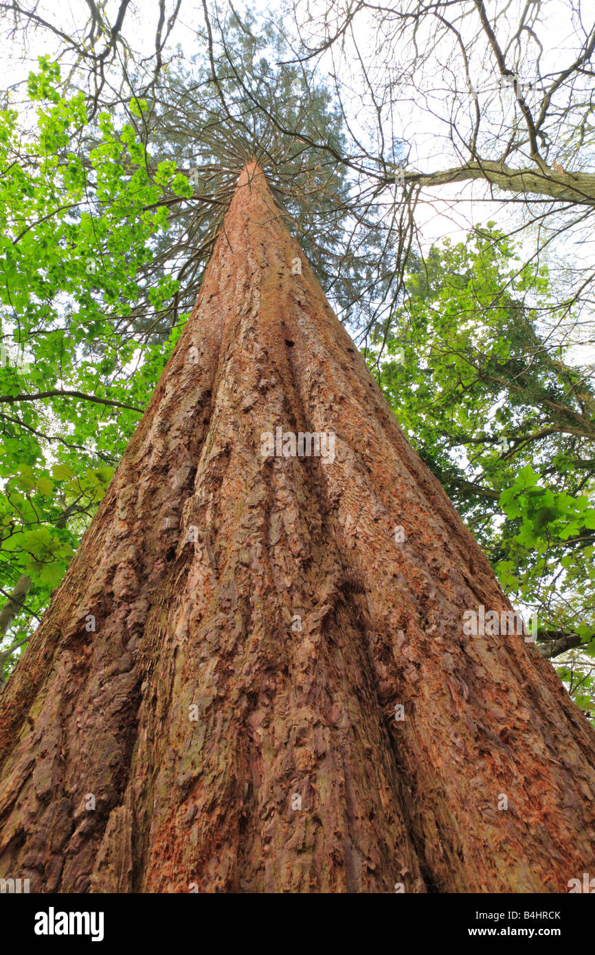 Looking up a Giant Sequoia (Sequoiadendron giganteum) tree. Powys, Wales. Stock Photo