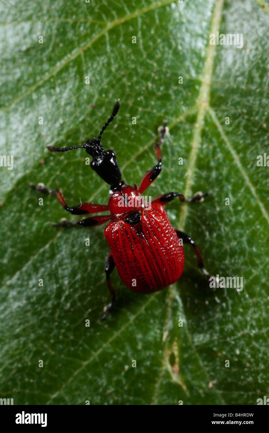 Hazel Leaf-roller Weevil (Apoderus coryli). Powys, Wales. Stock Photo