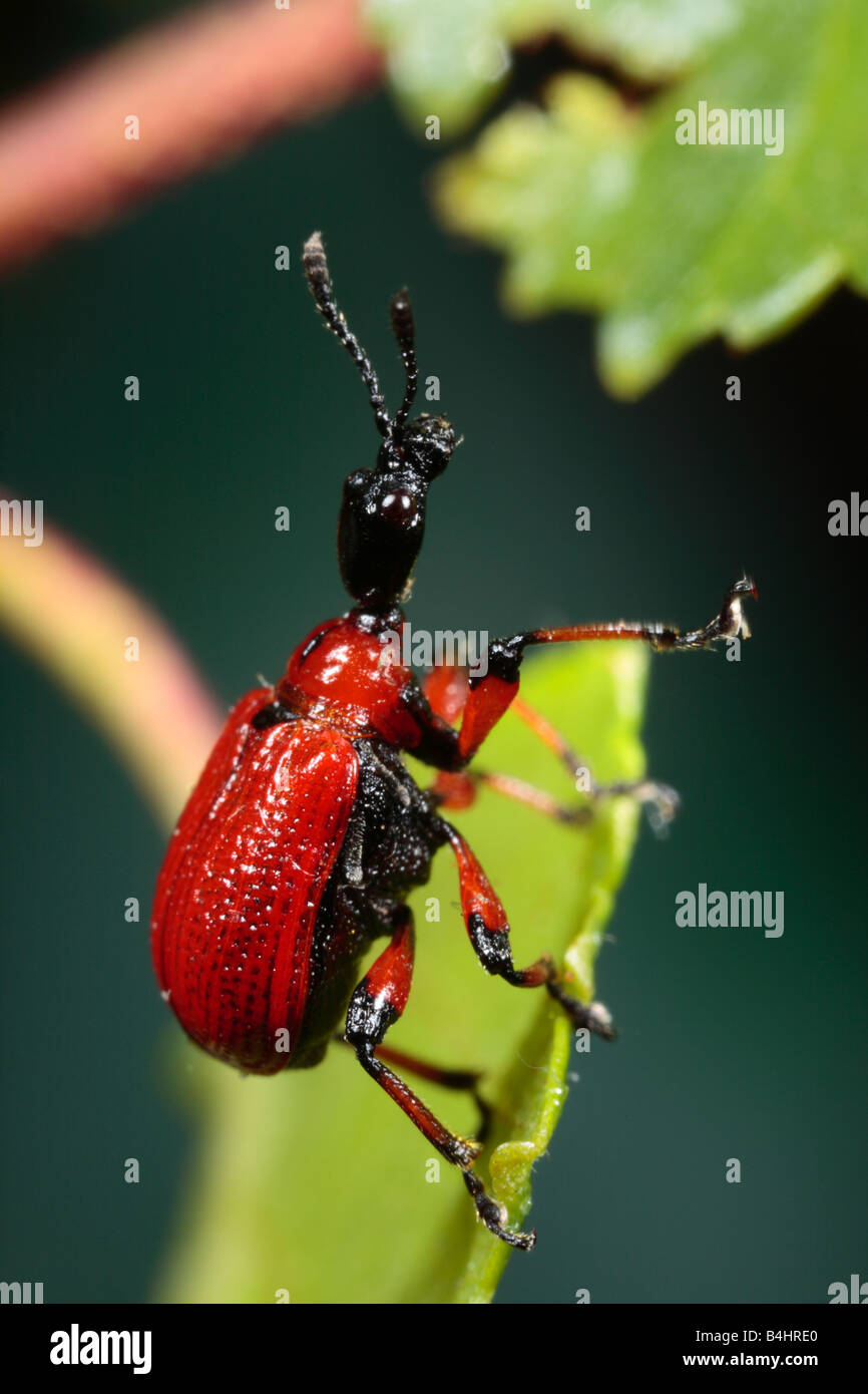 Hazel Leaf-roller Weevil (Apoderus coryli). Powys, Wales. Stock Photo