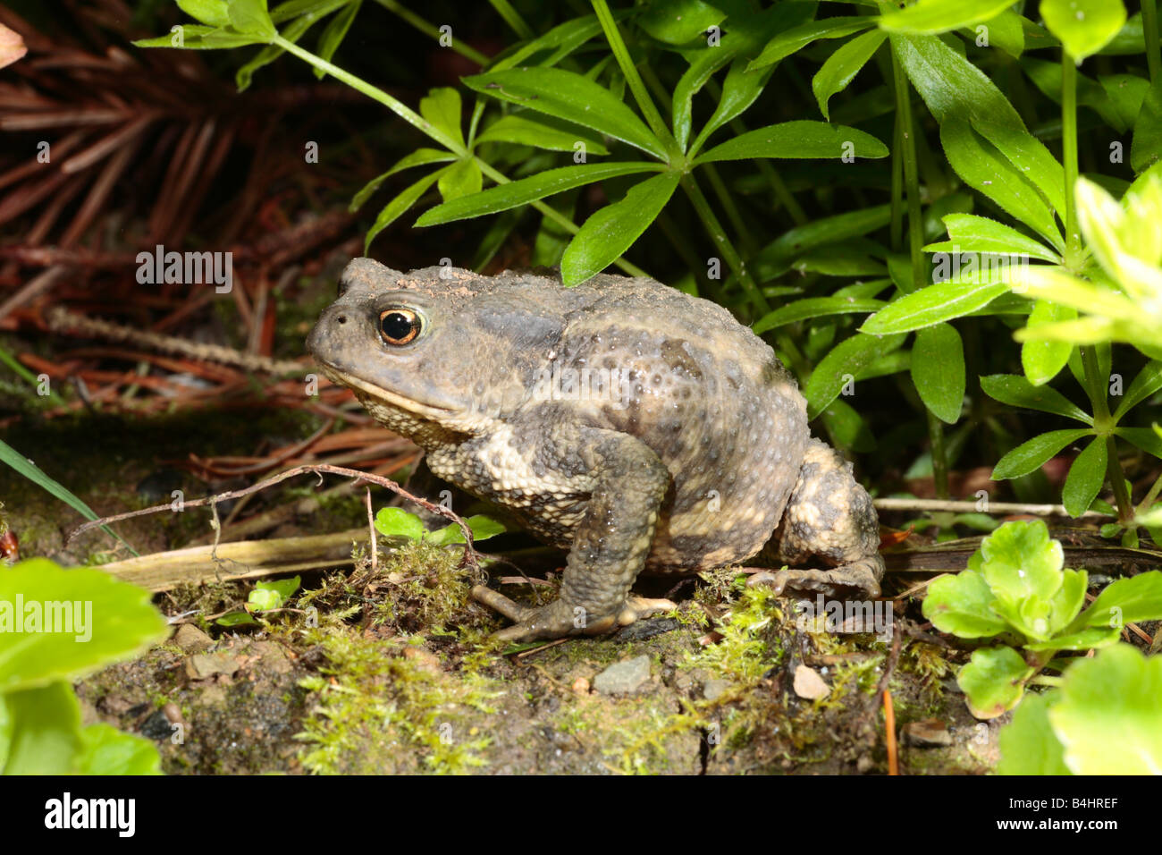Common Toad (Bufo bufo). Powys, Wales. Stock Photo
