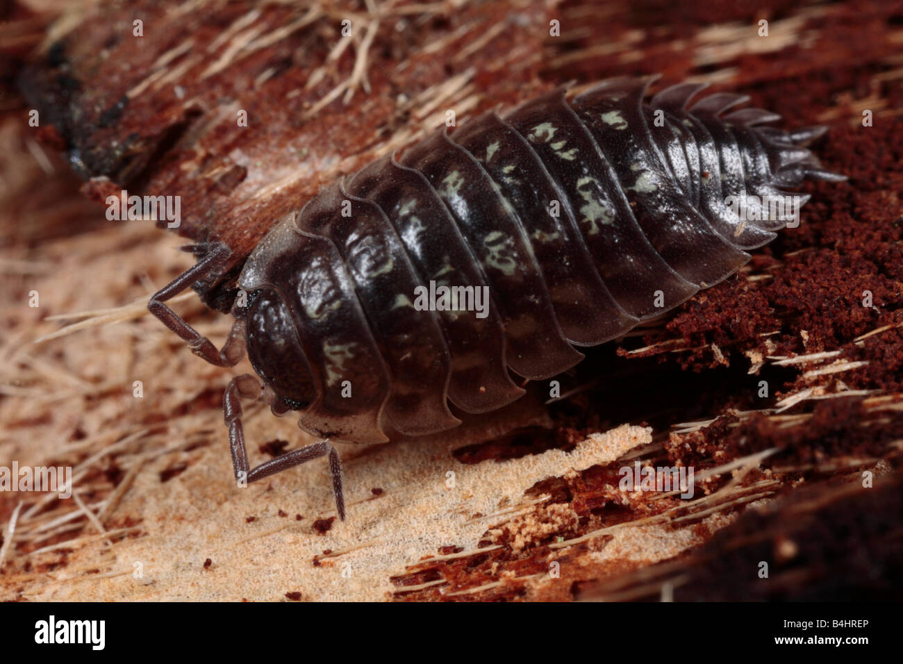 Woodlouse (Oniscus asellus). Powys, Wales. Stock Photo