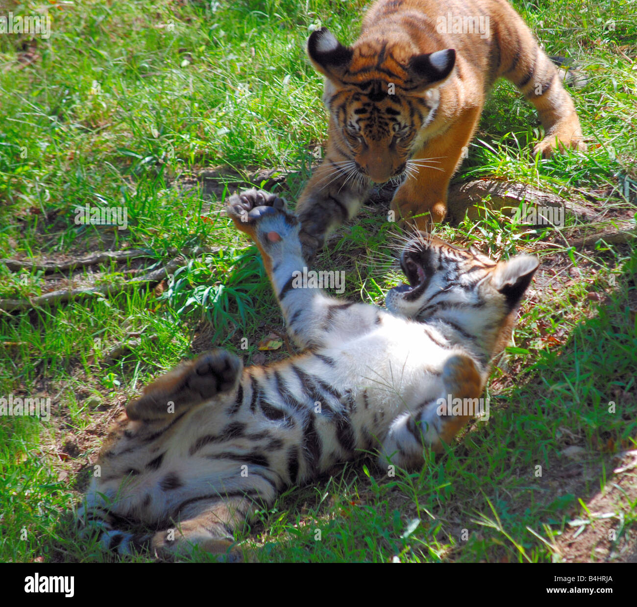 Two tiger cubs playing Stock Photo