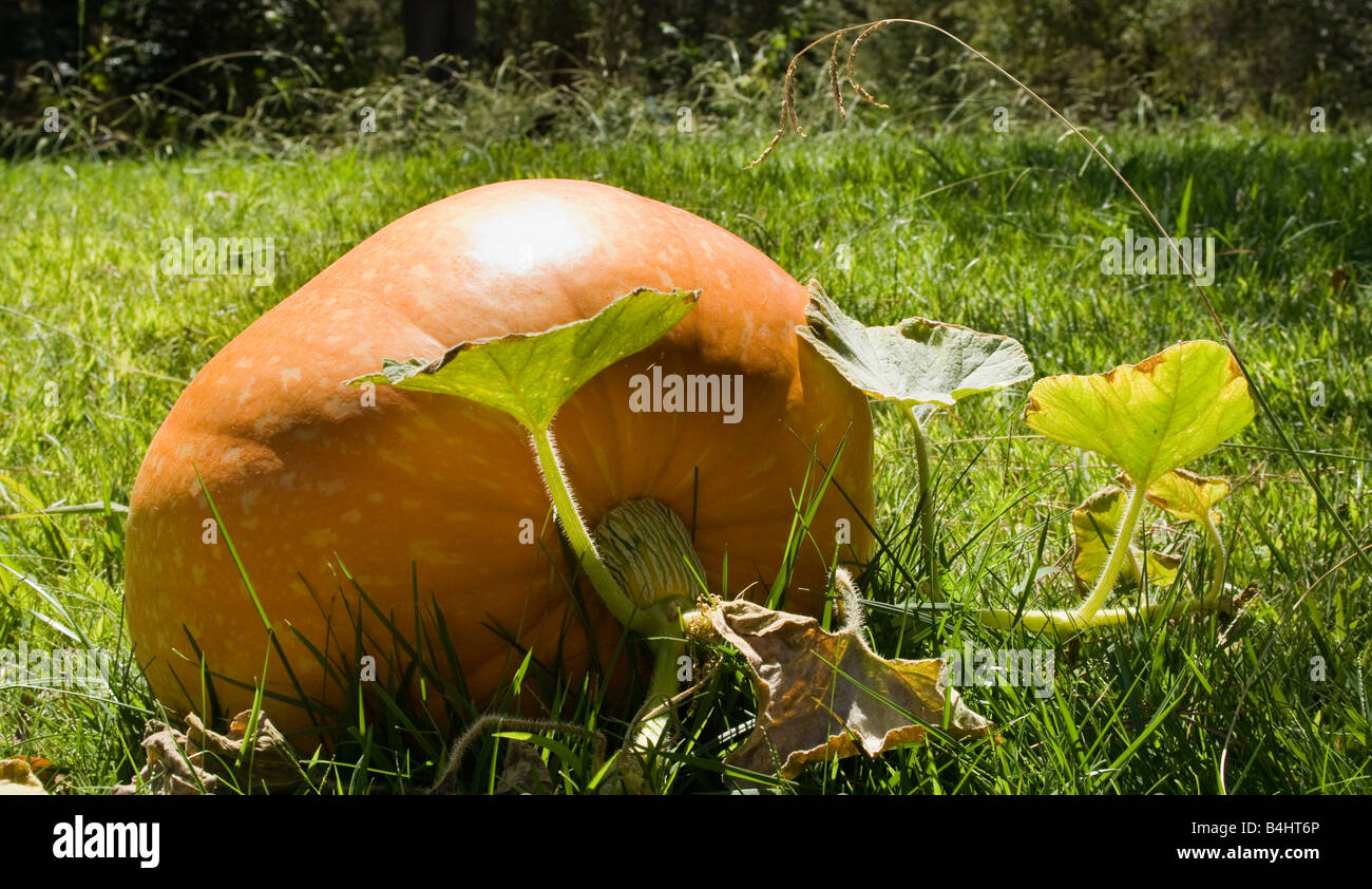 A pumpkin ready for harvest Stock Photo - Alamy