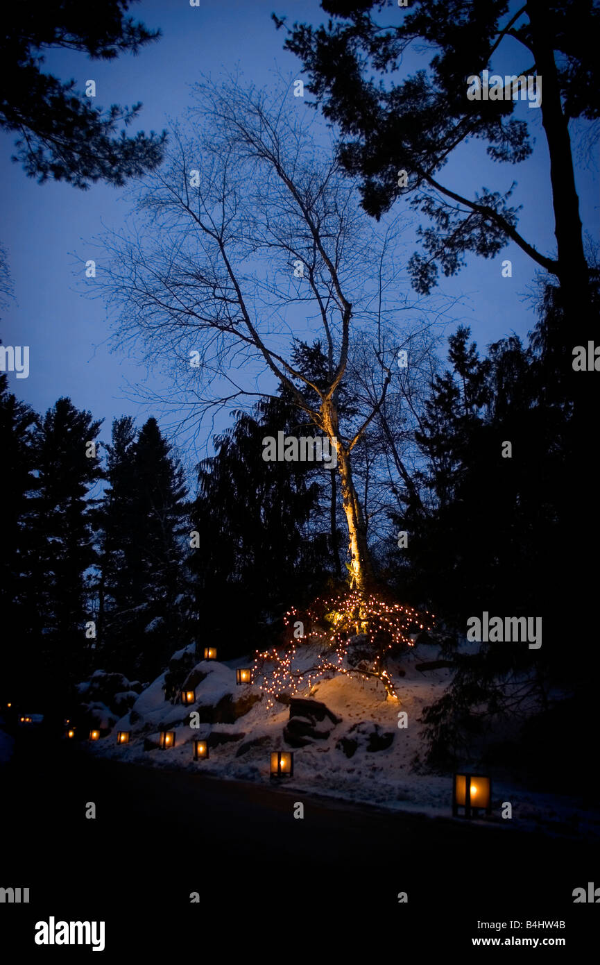 A birch tree and ornamental tree are decorated with lights for the Christmas holiday as