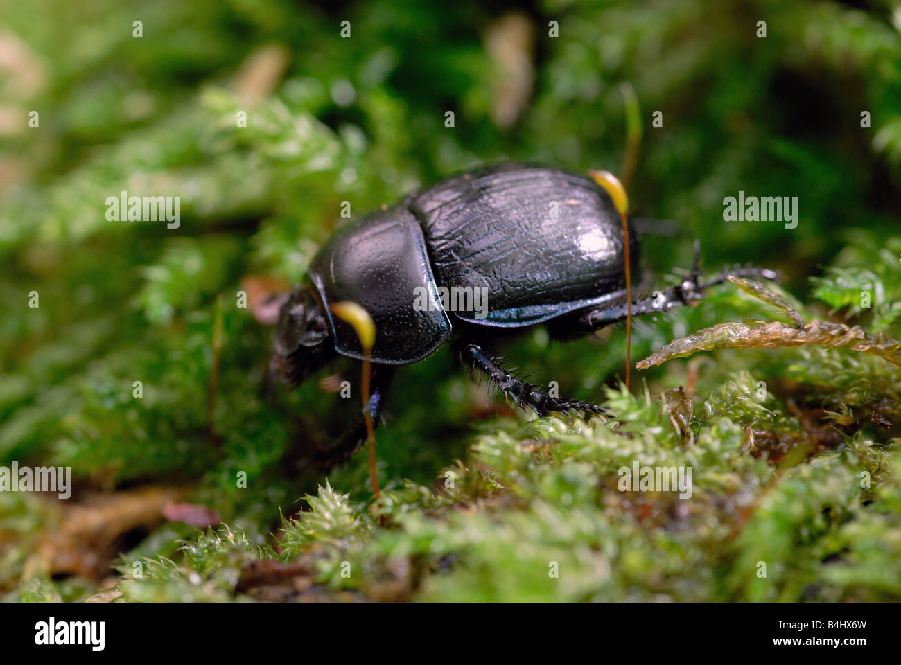 Dor Beetle on autumn foliage, wildlife shot Stock Photo
