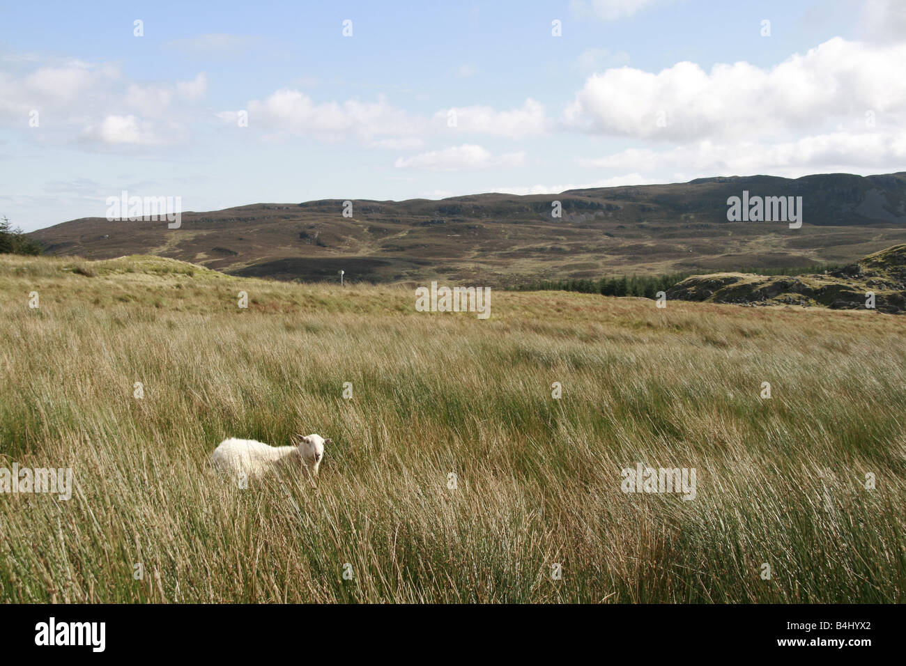 sheep grazing in field in snowdonia north wales Stock Photo - Alamy