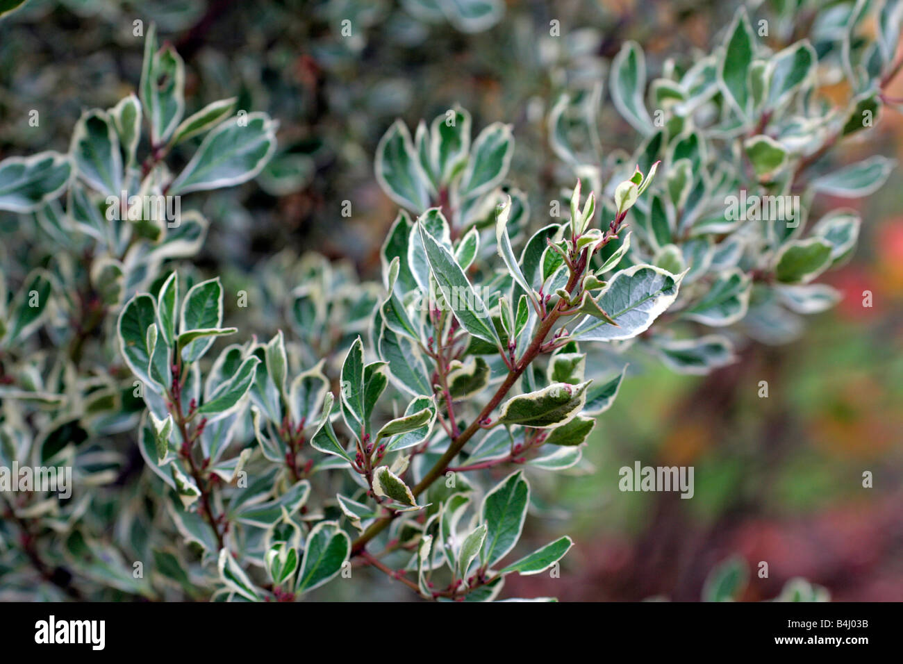 RHAMNUS ALATERNUS ARGENTEOVARIGATA ITALIAN BUCKTHORN Stock Photo