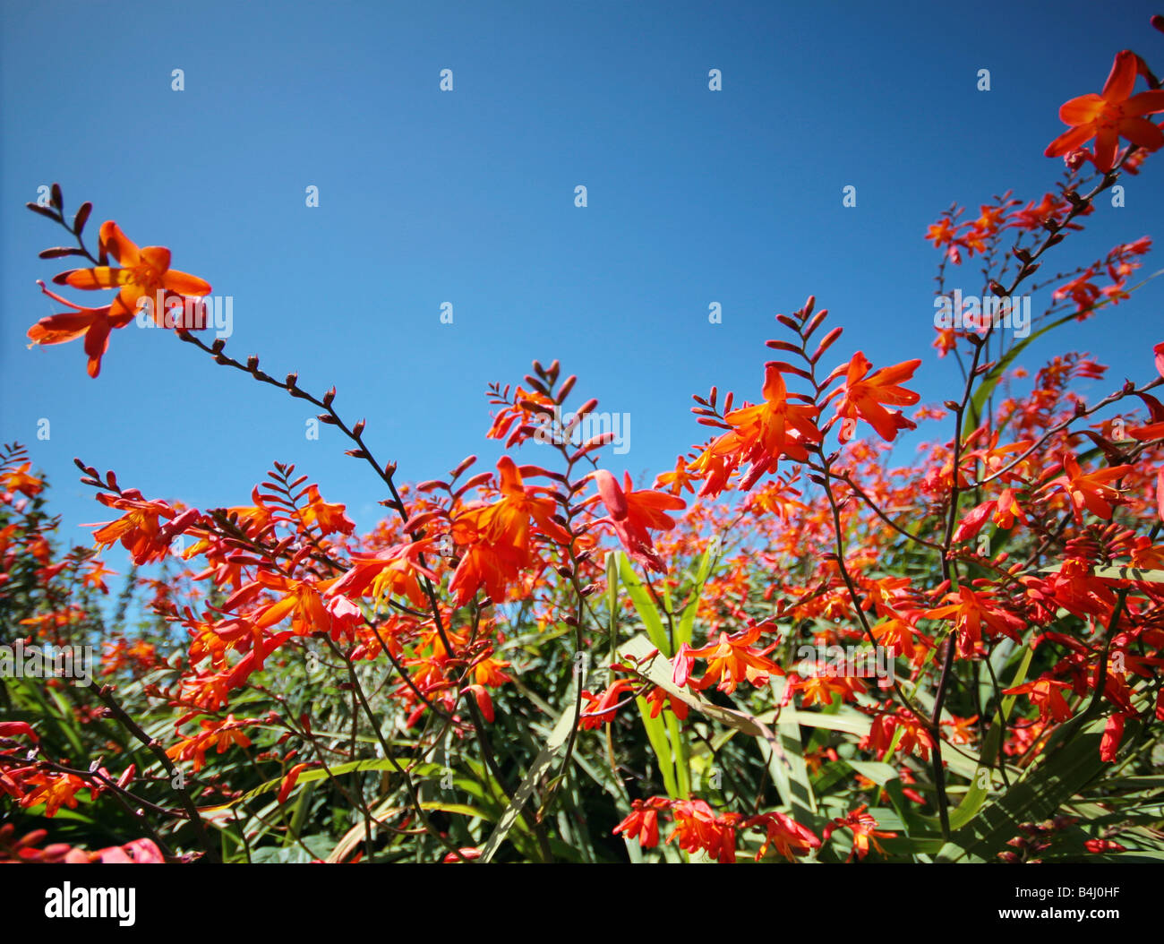 The pretty flowers hi-res stock photography and images - Alamy