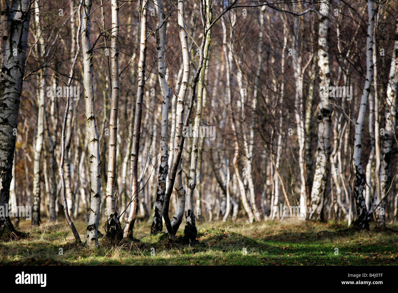 A silver birch wood near Calver in the Derbyshire Peak District, UK