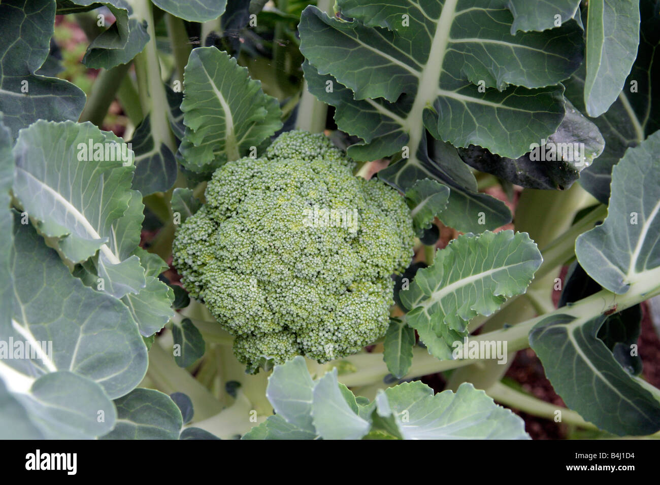 CALABRESE KABUKI F1 MAKES A COMPACT PLANT WHICH MATURES EARLY Stock Photo