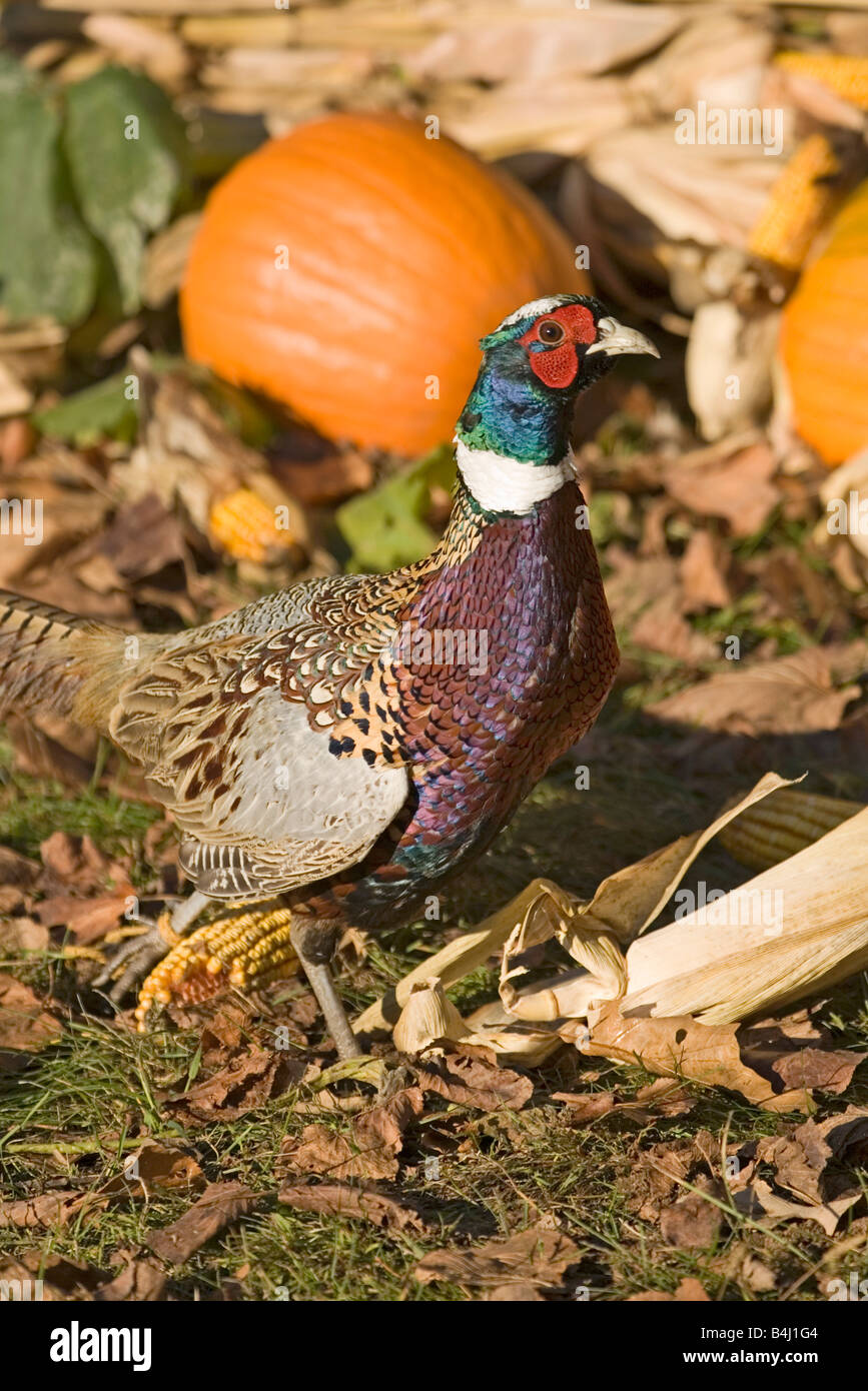 Ring-necked Pheasant Phasianus colchicus Stock Photo
