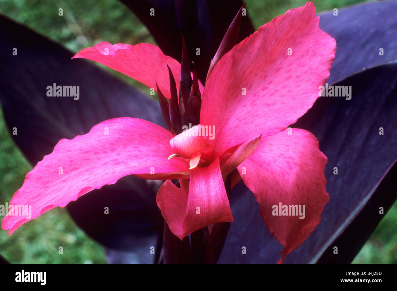 Canna 'Tropical Blaze' red flower flowers exotic garden plant plants