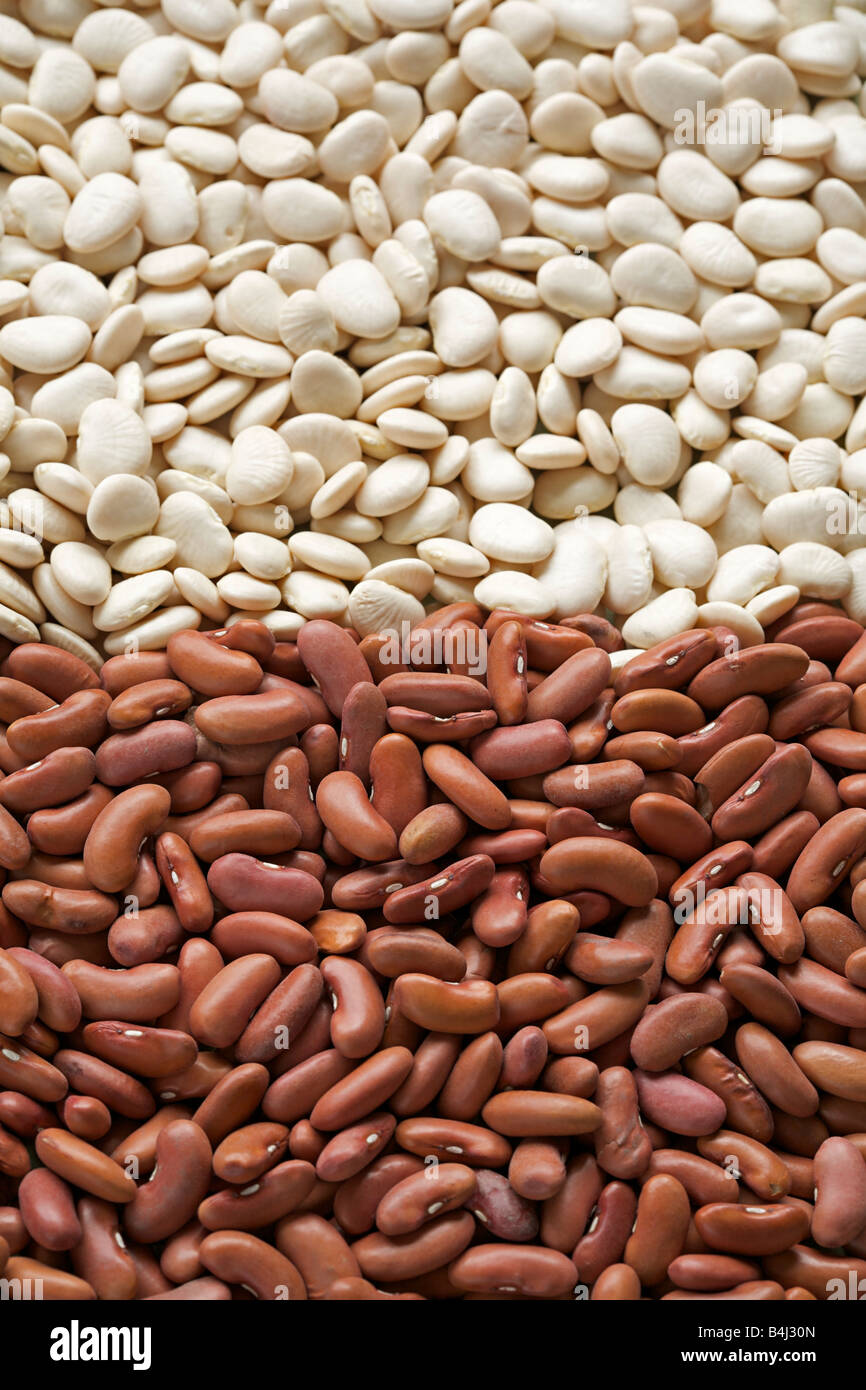 Assorted dried common beans Stock Photo Alamy