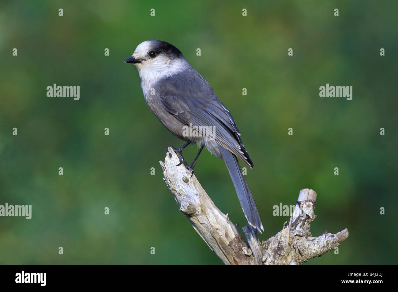 Grey Jay, Gray Jay (Perisoreus canadensis) perched on branch Stock Photo