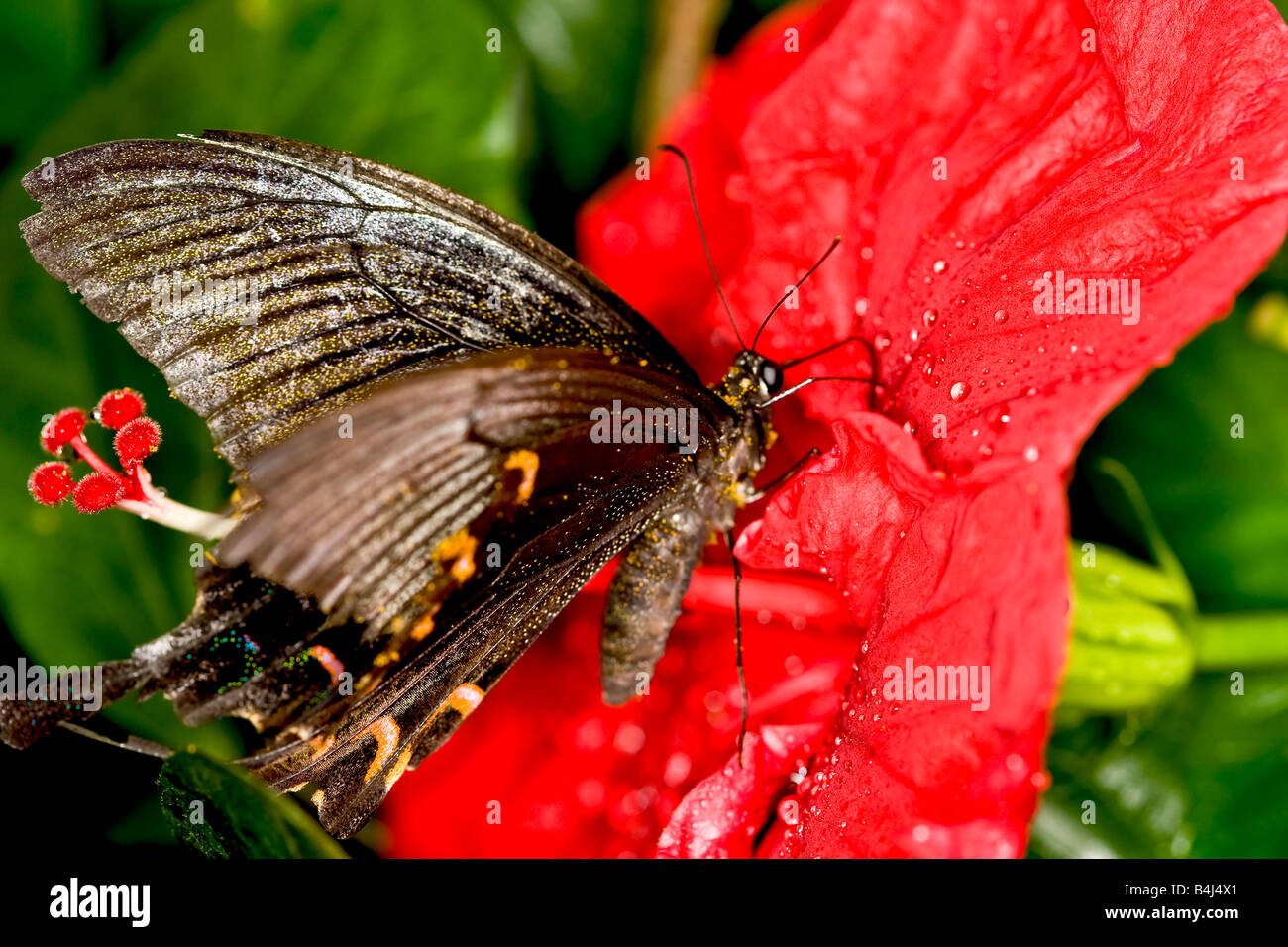 Swallowtail butterfly sucking nectar Stock Photo