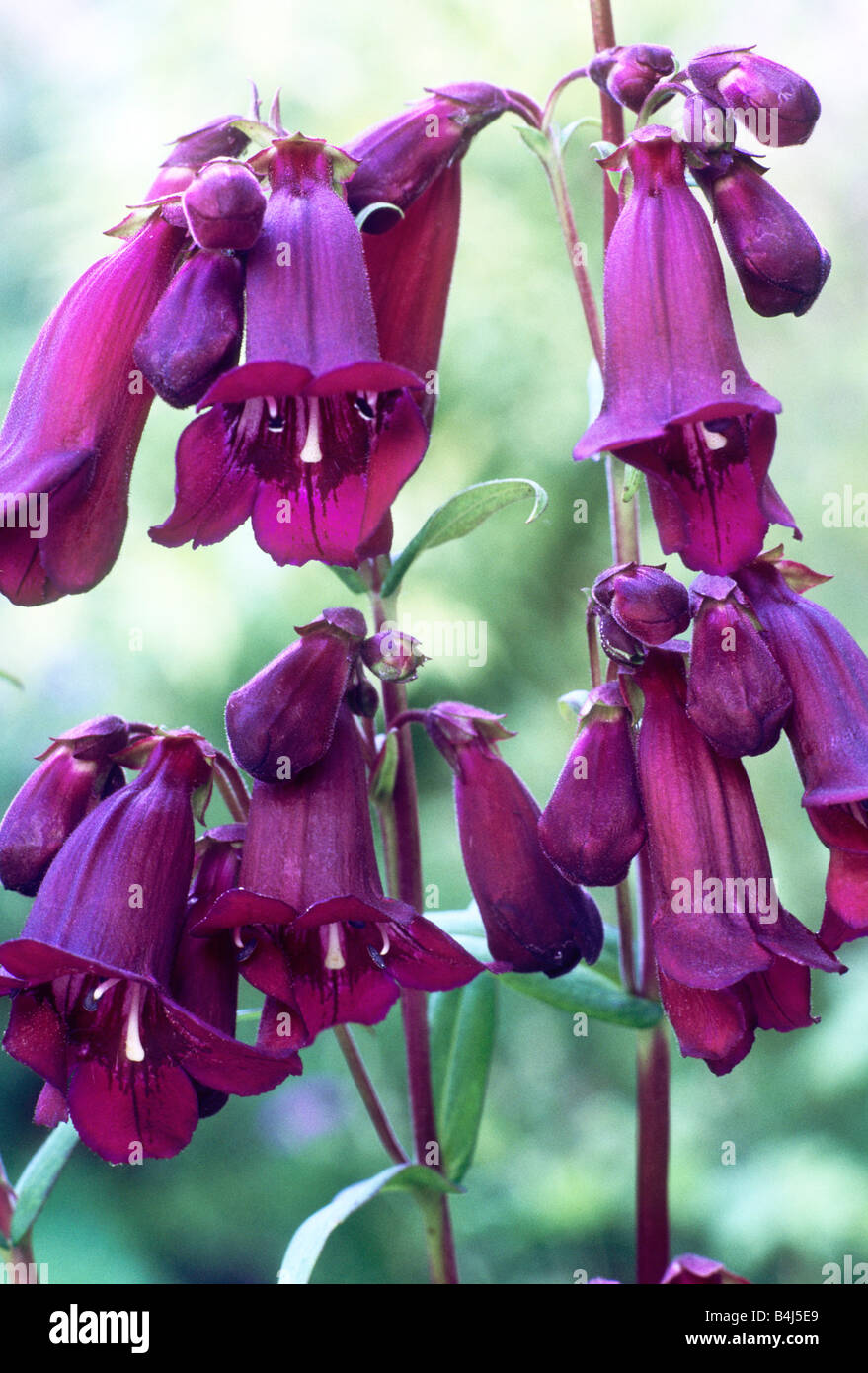 Penstemon 'Pensham Plum Jerkum' purple flower flowers garden plant ...