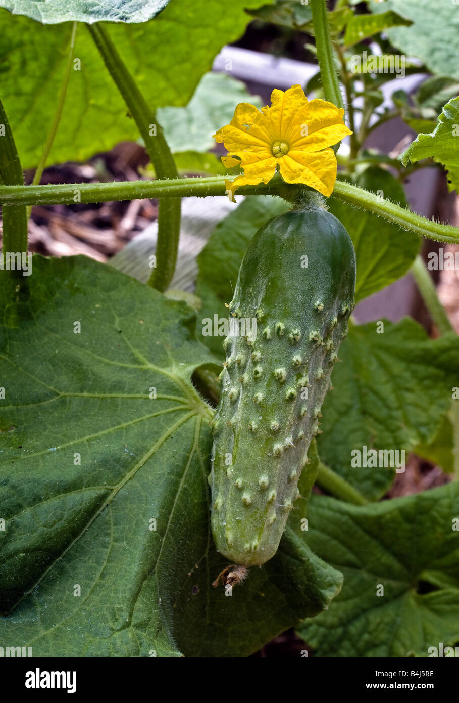 Pickle growing on a vine Stock Photo Alamy