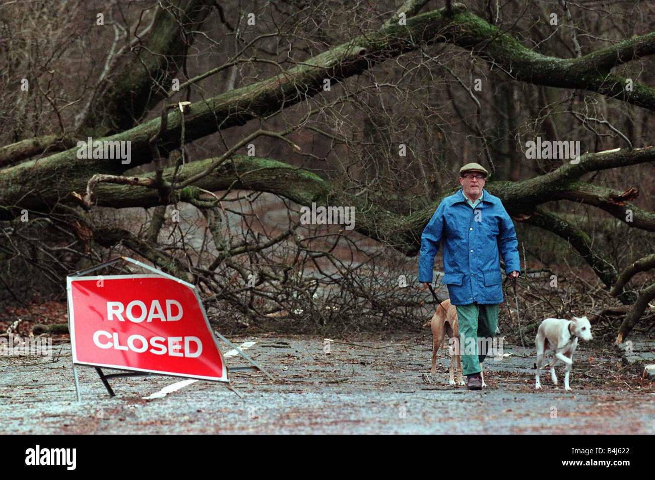 Lochwinnoch storm damage December 1998 man walking his dog past trees