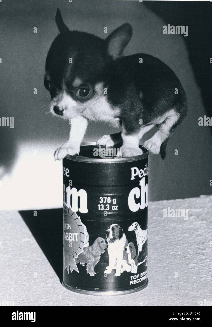 Chihuahua Puppy on a Pedigree Chum tin of dog food January 1981 Stock Photo