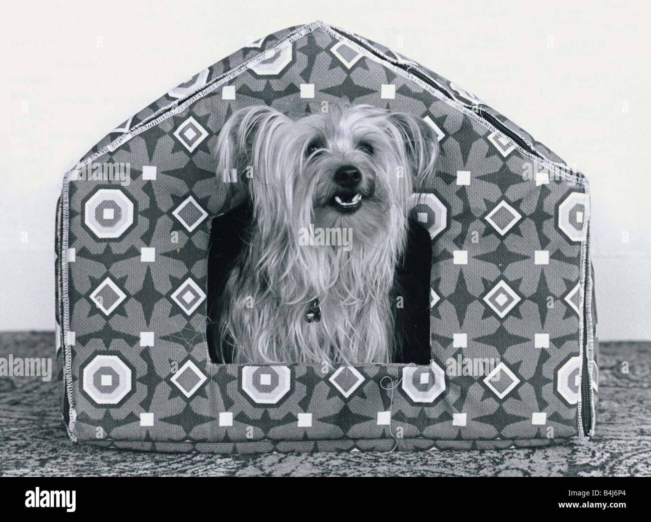 Animals Dogs Luxury Kennel for Cindy the Yorkshire terrier little dog