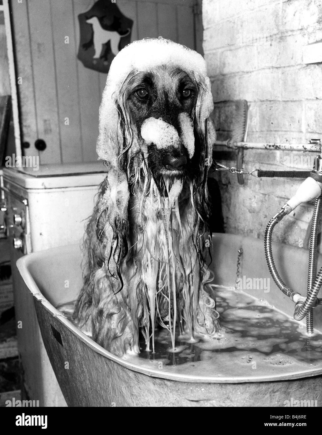 Animal Dogs Afghan Hound February 1979 Top Dog Khonistan Androcles of Alyshan is getting ready for an important appointment he will be competing at Crufts Show in London Afgan hound s owner Carole Walkeden of Watford ia making sure he ll look his best February 1979 Stock Photo