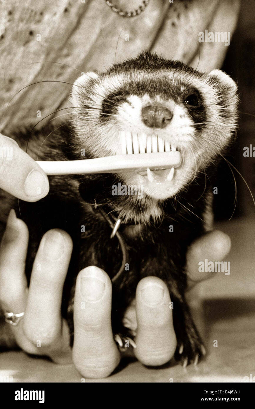 Man brushing the teeth of a ferret circa 1983 Stock Photo Alamy
