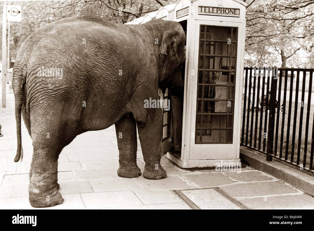 An elephant attempts to use a phone booth Stock Photo Alamy