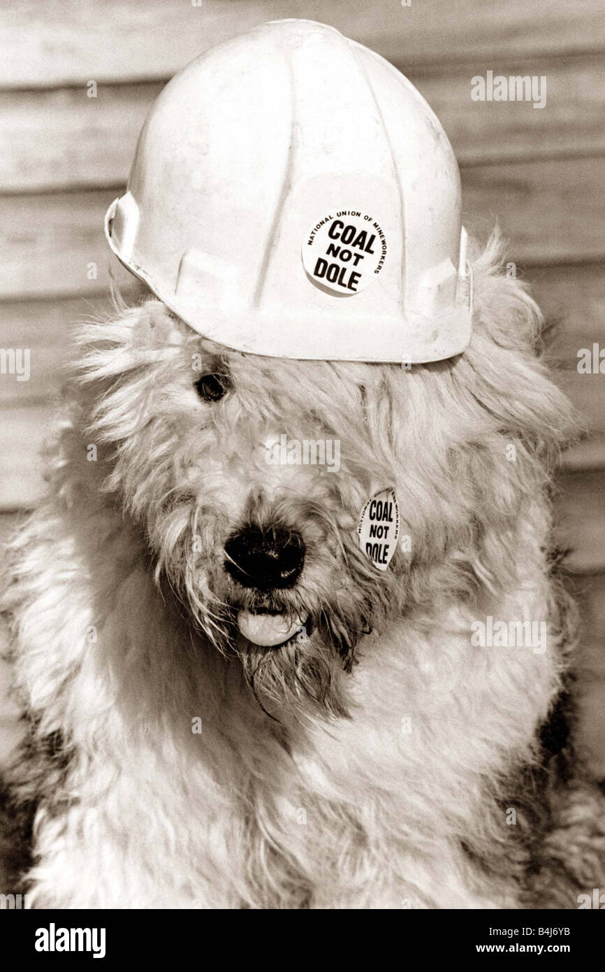 dog with construction hat