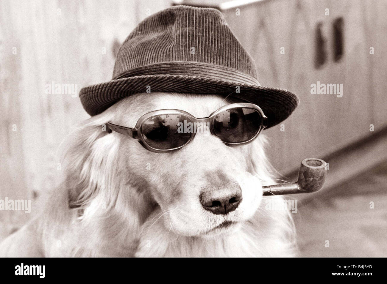 Dog wearing dark glasses and a trilby hat smoking a pipe Stock Photo - Alamy