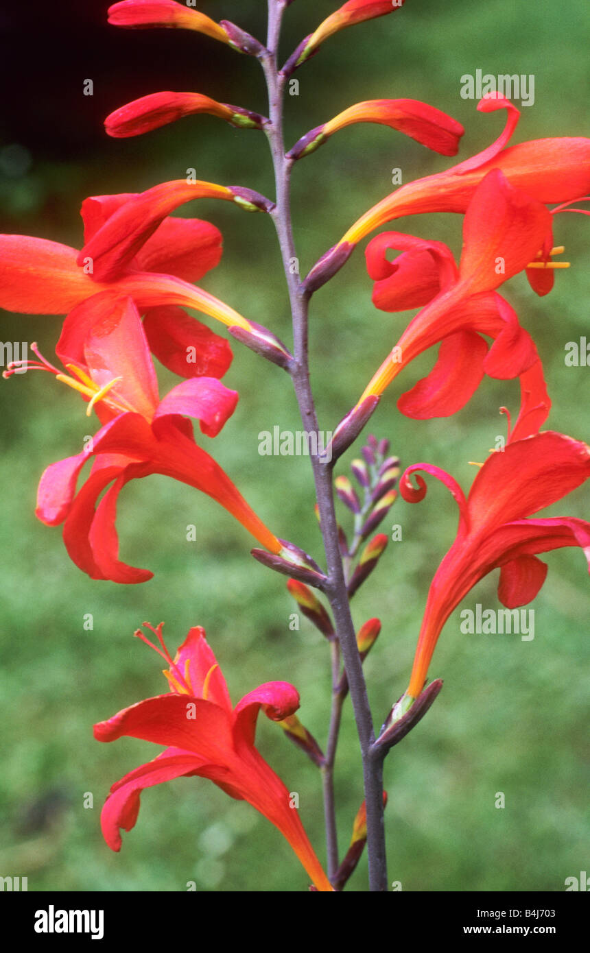 Crocosmia de red flower flowers plant plants Stock Photo - Alamy
