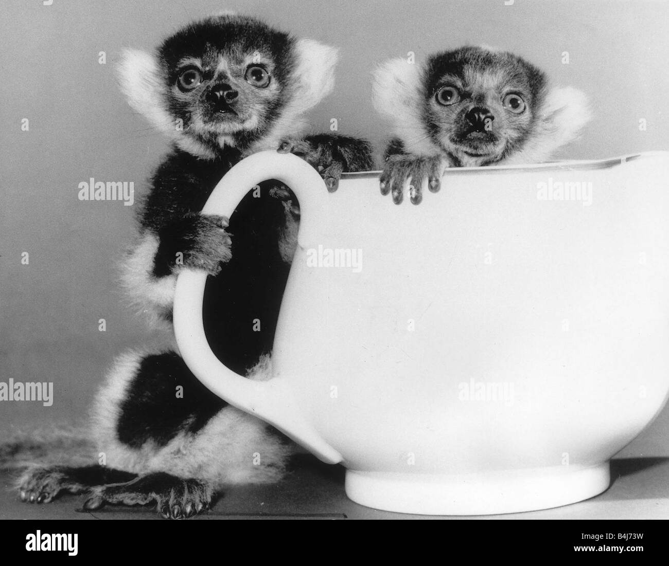 Animals Lemurs Two week old Ruffled Lemursstand behind a tea pot at Howletts Zoo in Kent where they are being hand reared Stock Photo