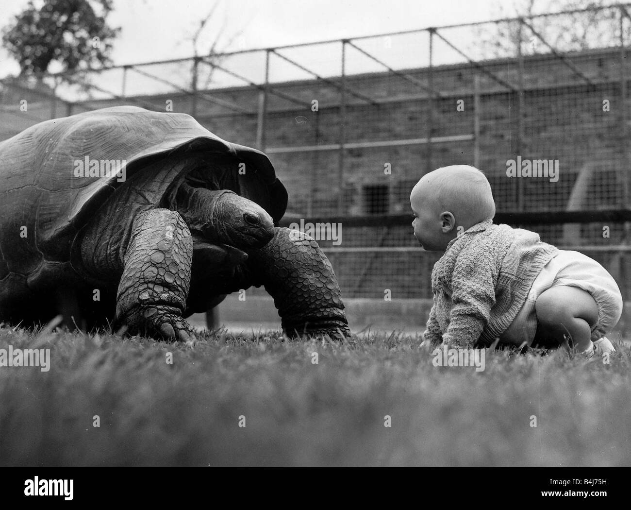 Reptiles Tortoise 11 month old Stuart Gibb comes face to face with Mr Slowcoach the giant