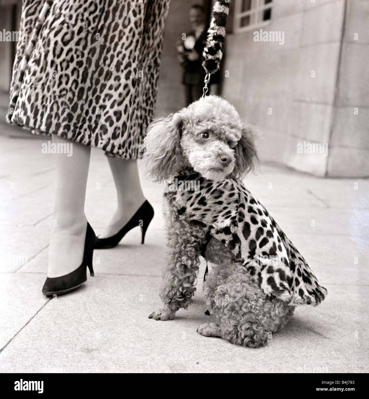 Diamonds and Hearts Fur Coat for Dogs – Petit Pups Pawtique & More