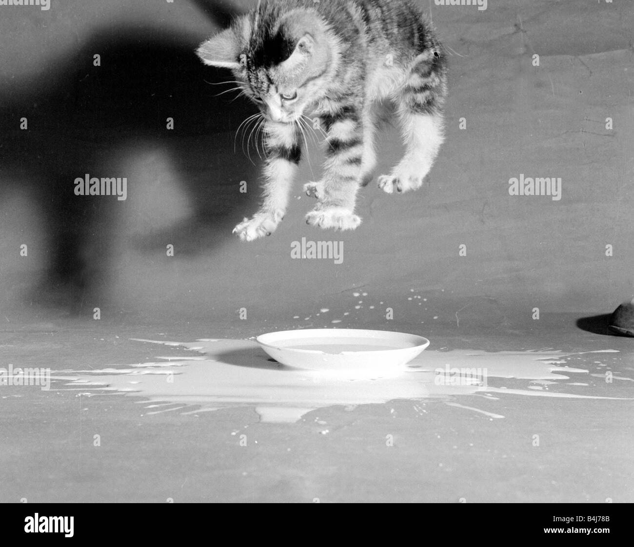 This kitten is falling into a saucer full of milk July 1958 Stock Photo