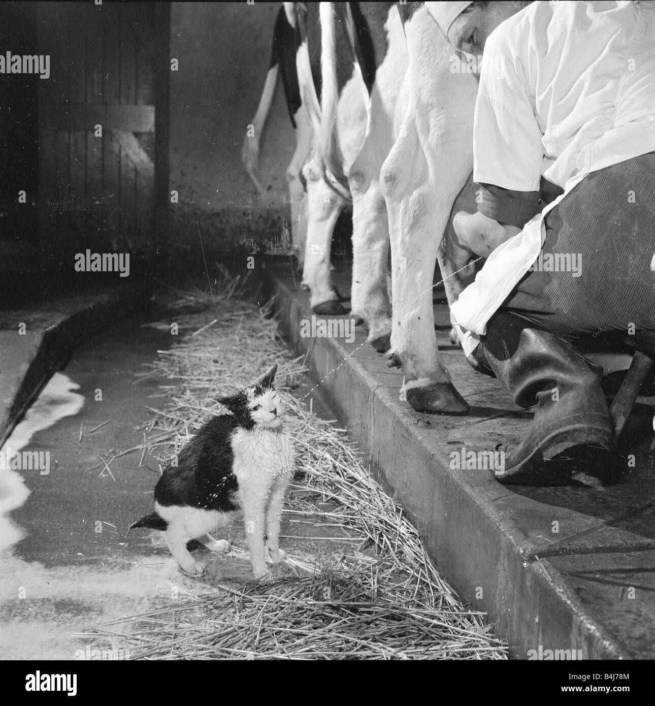 milking a cat