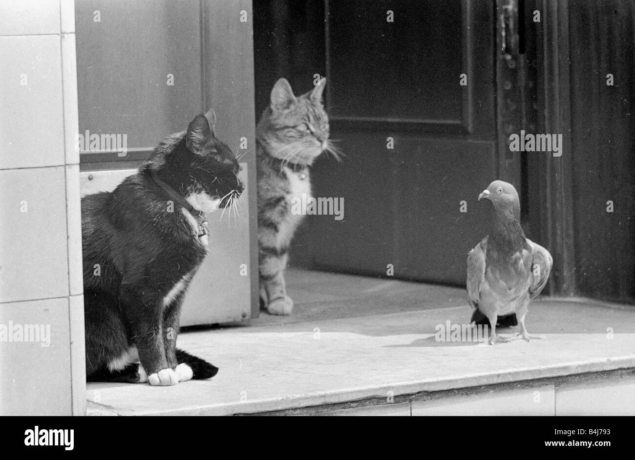 Two cats with Pigeon Animals on doorstep Stock Photo Alamy