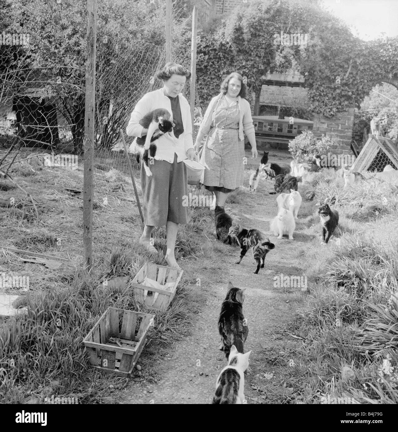 Cat home Animal friends May 1962 1960s Stock Photo