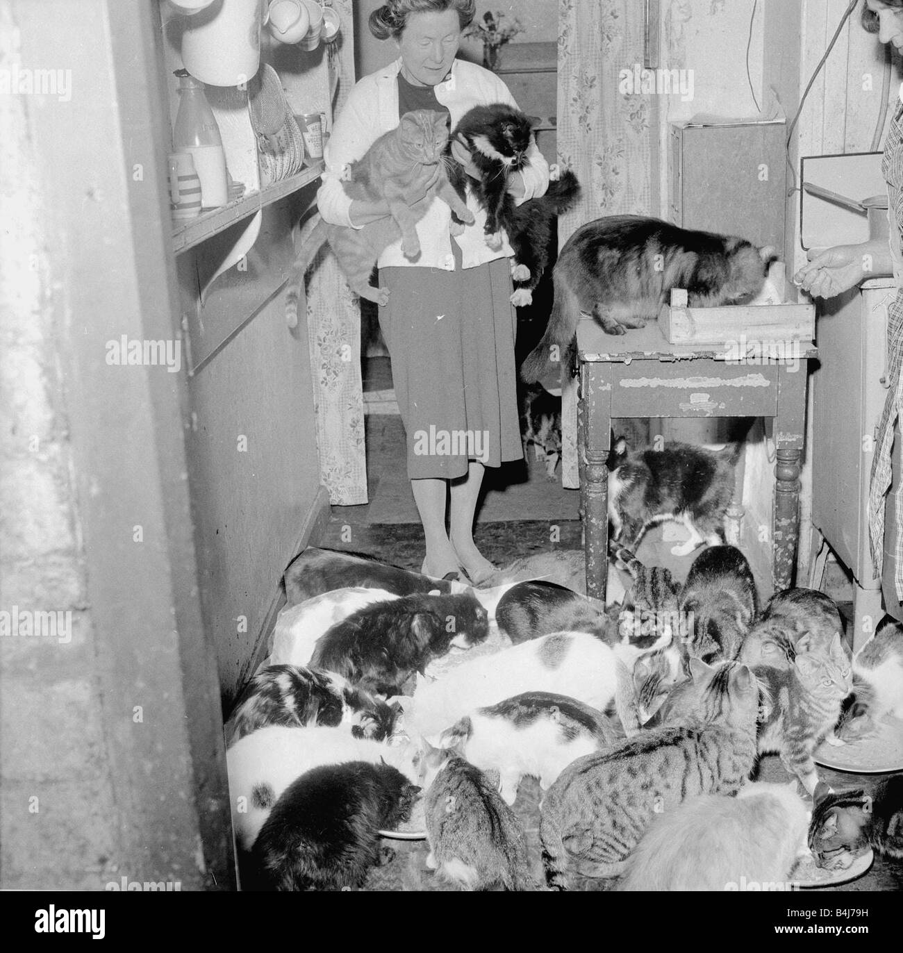 63 cats in one house with owner May 1962 1960s Stock Photo